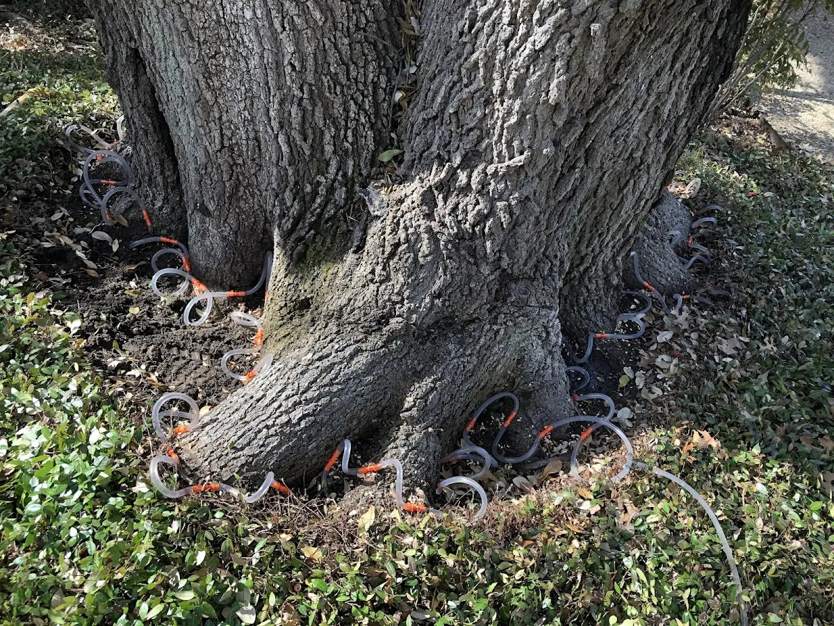 Detailed Tree Cabling and Bracing job site in Hannibal